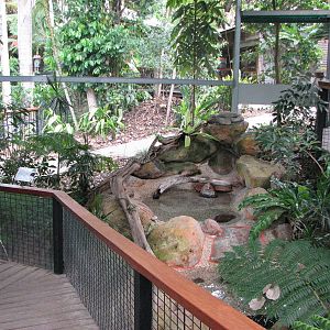Kuranda Koala Gardens - Open-top exhibit for Red-bellied Black Snakes