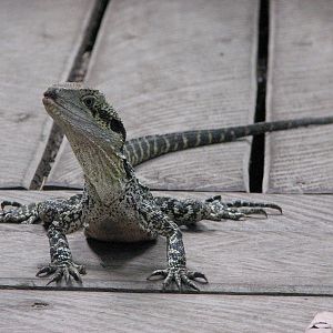 Kuranda Koala Gardens - Eastern Water Dragon