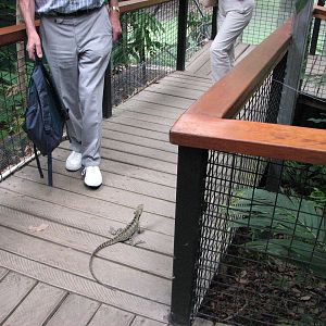 Kuranda Koala Gardens - Eastern Water Dragon tries to block the pathway