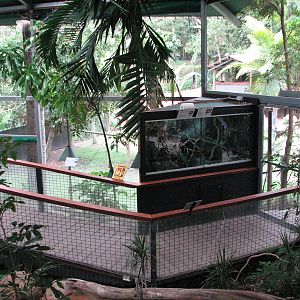 Kuranda Koala Gardens - Inside the Reptile Walk-Through