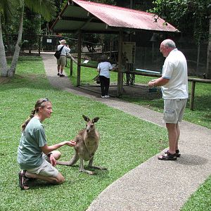 Kuranda Koala Gardens - Walk-through Kangaroo exhibit