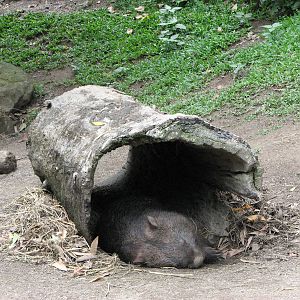 Kuranda Koala Gardens - Common Wombat sleeping