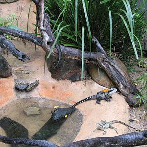 Kuranda Koala Gardens - Eastern Water Dragon exhibit