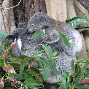 Kuranda Koala Gardens - Koala with 15 month old Joey