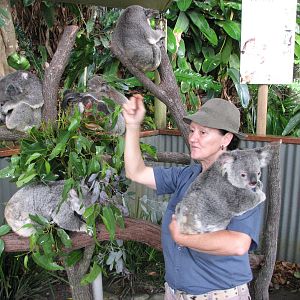 Kuranda Koala Gardens - Keeper with Koalas used for visitor photos