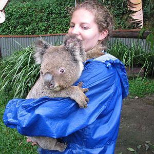 Kuranda Koala Gardens - Keeper with an aged male Koala kept separate from t