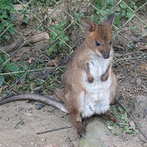 Kuranda Koala Gardens - Red-Legged Pademelon