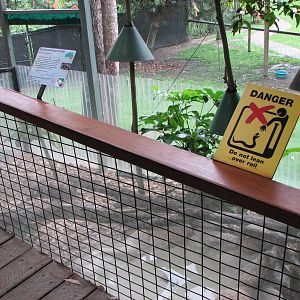 Kuranda Koala Gardens - Front of the Red-bellied Black Snake open-top exhib