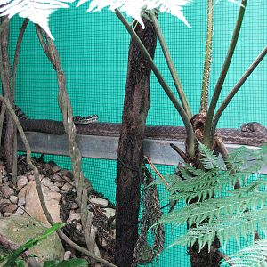 Kuranda Koala Gardens - Mixed Carpet Python and Scrub Python