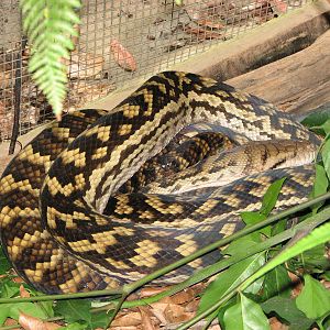 Kuranda Koala Gardens - Scrub Python