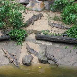 Kuranda Koala Gardens - Freshwater Crocodiles