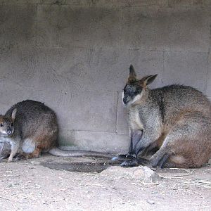 Kuranda Koala Gardens - Swamp Wallaby