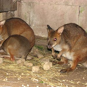 Kuranda Koala Gardens - Red-Legged Pademelon