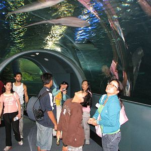 Melbourne Aquarium - General view