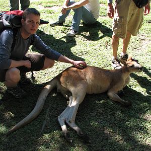 The Rainforest Habitat - Me and an Eastern Gray Kangaroo