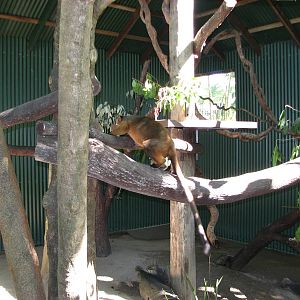 The Rainforest Habitat - Lumholtz Tree Kangaroo