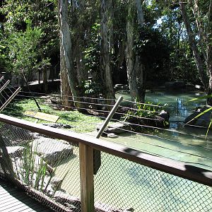 The Rainforest Habitat - Saltwater Crocodile exhibit