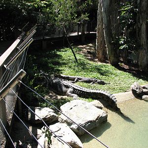 The Rainforest Habitat - Saltwater Crocodile exhibit