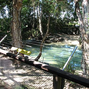 The Rainforest Habitat - Saltwater Crocodile exhibit