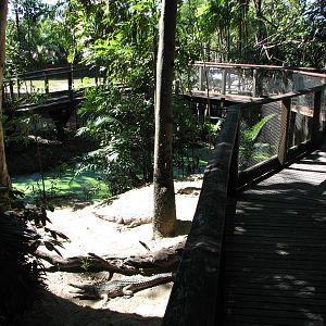 The Rainforest Habitat - Freshwater Crocodile exhibit