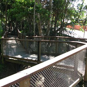 The Rainforest Habitat - Raised pathway by the Freshwater Crocodile exhibit