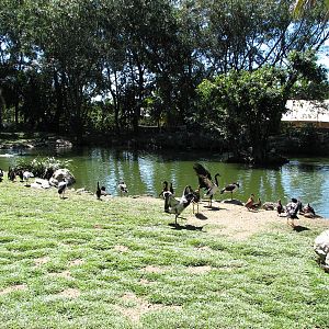The Rainforest Habitat - Lake inside the walk-through Kangaroo and Wallaby