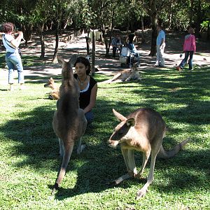 The Rainforest Habitat - Walk-through Kangaroo and Wallaby enclosure