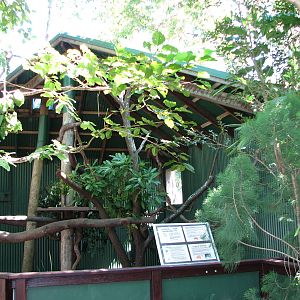 The Rainforest Habitat - Lumholtz Tree-kangaroo exhibit
