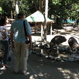 The Rainforest Habitat - Emus in the walk-through Kangaroo and Wallaby encl