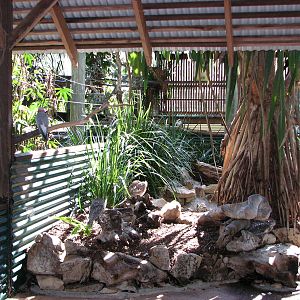 The Rainforest Habitat - Exhibit for Tawny Frogmouth