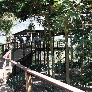 The Rainforest Habitat - Inside the walk-through aviary