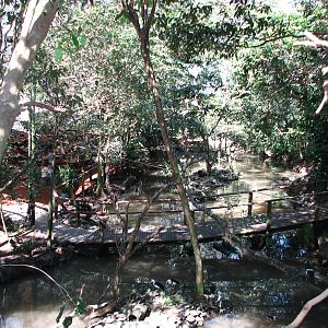 The Rainforest Habitat - Inside the walk-through aviary