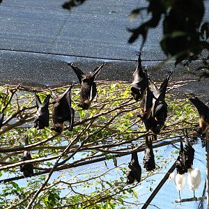 The Rainforest Habitat - Spectacled Flying-foxes in the walk-through aviary