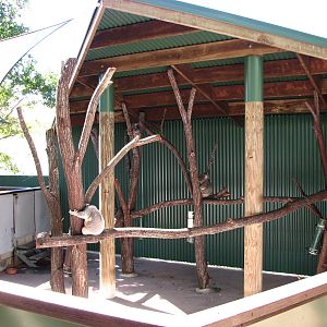 The Rainforest Habitat - Dreadful Koala exhibit