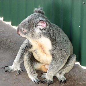 The Rainforest Habitat - Koala on concrete