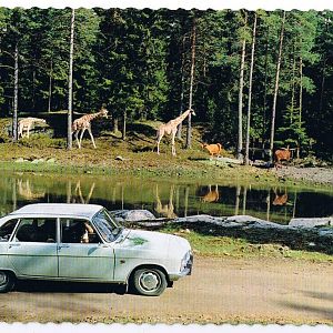 Old Postcard: The Safari park