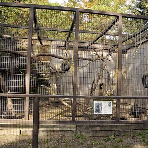 Crested black macaque cage at Twin Vally Zoo