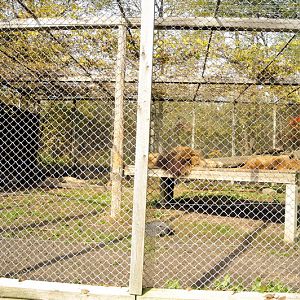 Lioncage at Twin Vally Zoo