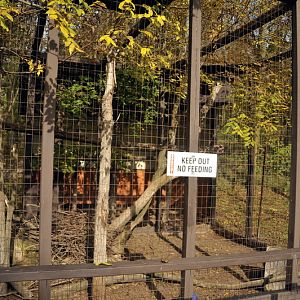 Bobcat cage at Twin Vally Zoo