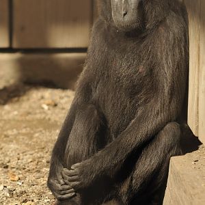 Crested black macaque cage at Twin Vally Zoo