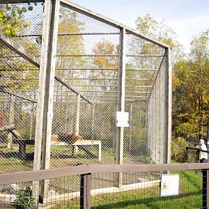 Lioncage at Twin Vally Zoo