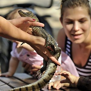 Caiman at Twin Vally Zoo