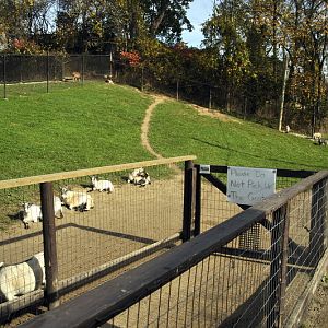 Goatexhibit at Twin Vally Zoo