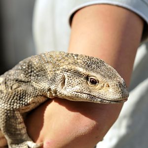 Monitor-Lizard at Twin Vally Zoo