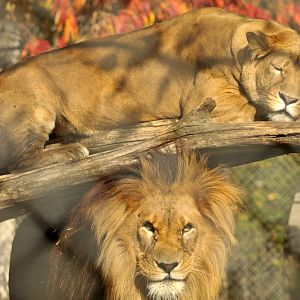 Lions at Twin Vally Zoo