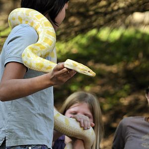 Burmese python at Twin Vally Zoo