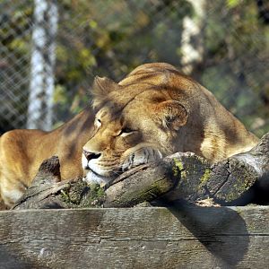 Lioness at Twin Vally Zoo