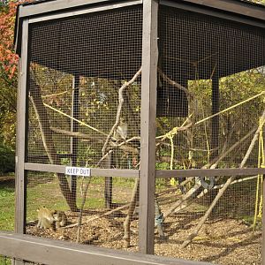Vervet monkey cage at Twin Vally Zoo