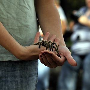 Spider at Twin Vally Zoo