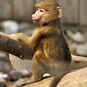 Baboon at Twin Vally Zoo